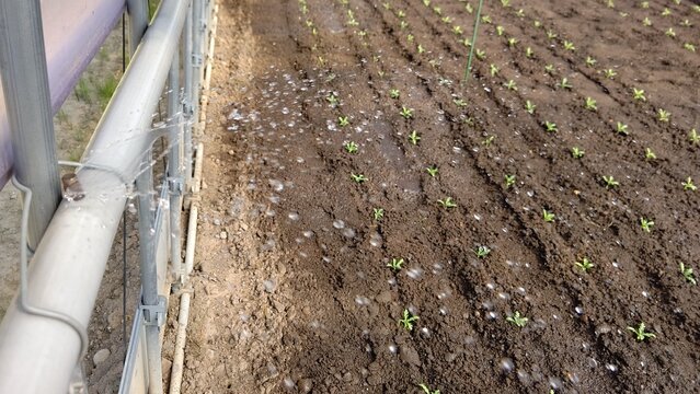 潅水パイプから出る水