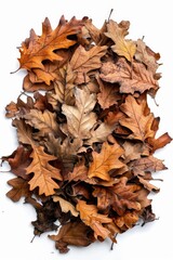 A natural arrangement of brown leaves on a white background, perfect for autumn or nature-themed projects