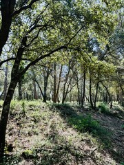 Fototapeta premium Beautiful forest landscape with trees. 
