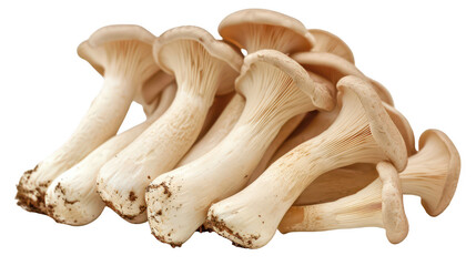 Fototapeta premium Fresh king oyster mushrooms with earthy tones captured on a white background