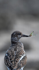 Fototapeta premium Bird with fishtail