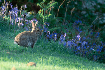 rabbits in the grass