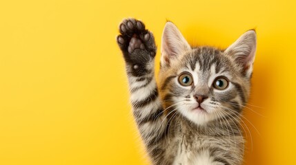 A kitten is waving its paw in the air. The kitten is looking at the camera with a curious expression