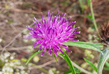 Common Knapweed