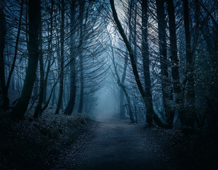 Naklejka premium Fog on an alley in the dark forest