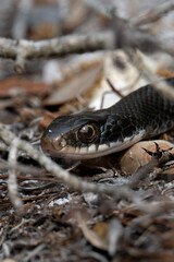 Black Snake 2