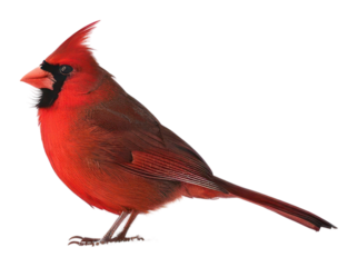 PNG Vibrant cardinal on snowy ground