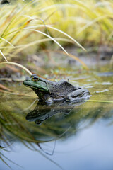 Frog with Reflection