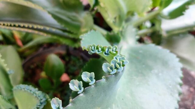 Nature background the surface of the budding Cocor bebek (Kalanchoe pinnata) moves in the wind. Baby plants of The Miracle Leaf