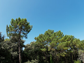 Pins maritime. Ile d'Oléron Charente-Maritime, Nouvelle-Aquitaine, France