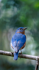 Blue Bird