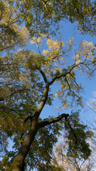 Obraz premium Trees grow towards the sky