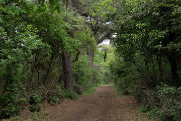Landscape of the interior of the forest