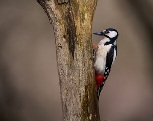 Great Spotted Woodpecker on a Tree Trunk
