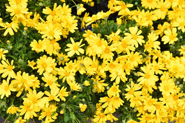 Fiori!!! © Federico