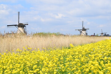 Netherlands © Malika