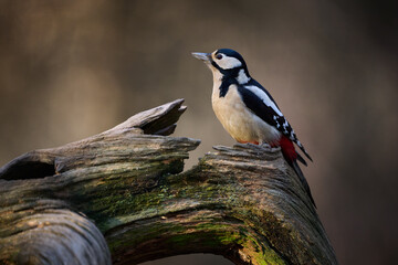 Great Spotted Woodpecker on a Tree Trunk