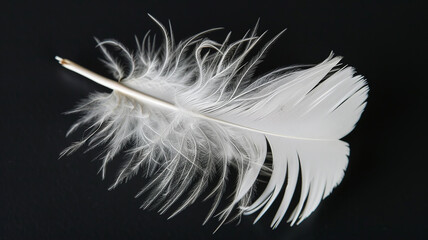 Obraz premium White fluffy bird feather on a black background close-up