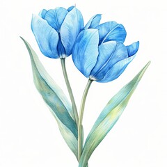 Watercolor Blue Tulip Isolated on White Background. Beautiful Tulip Flower