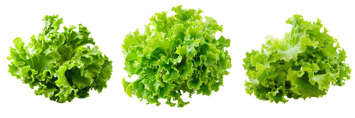 Fototapeta premium Set of Fresh, vibrant green lettuce head isolated on transparent background