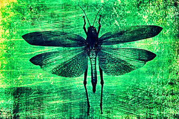 Enchanted Wings. Exquisite Butterfly Photograph