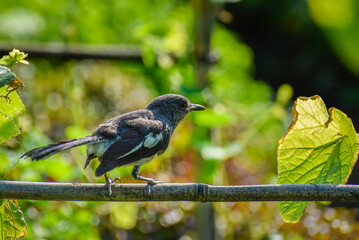 An oriental magpie-robin perching on a bamboo stick. Photographed in the western part of Singapore.