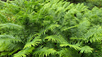 bush of green fern leaves close up