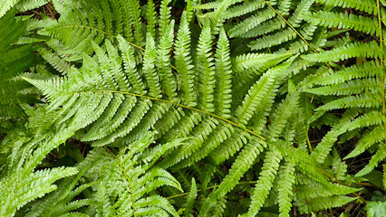 bush of green fern leaves close up