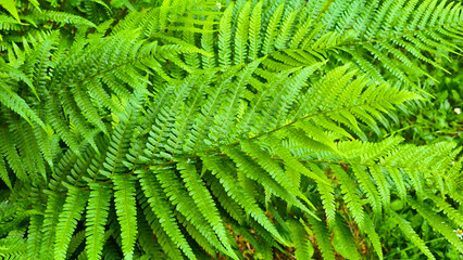 bush of green fern leaves close up