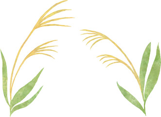 水彩タッチのススキのベクターイラスト