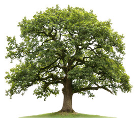 PNG Oak tree sycamore plant.