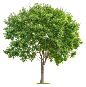 PNG Ash tree sycamore plant maple.