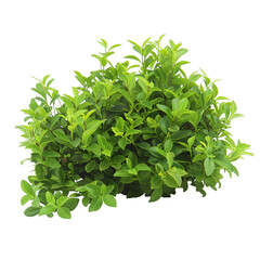 Obraz premium [Transparent Background PNG]Green Bush Isolated on White Background