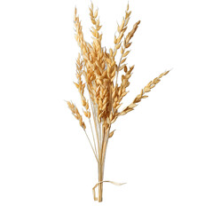 Fototapeta premium [Transparent Background PNG]Dried Wheat Stalks on White Background