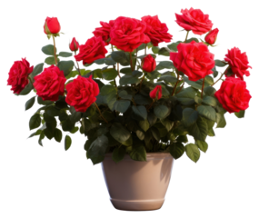 PNG Flower plant rose inflorescence.