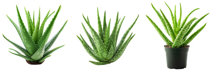 Set of fresh Aloe vera plant with lush green leaves isolated on transparent background