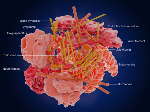 Components of a Lewy body