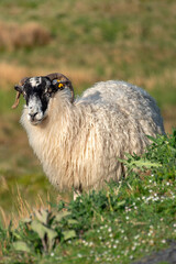Blackface hill-breed sheep warm up their body in the early morning sun.