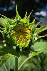 Sunflowers In The Morning Sunlight 