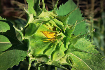 Sunflowers In The Morning Sunlight 