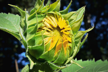 Sunflowers In The Morning Sunlight 