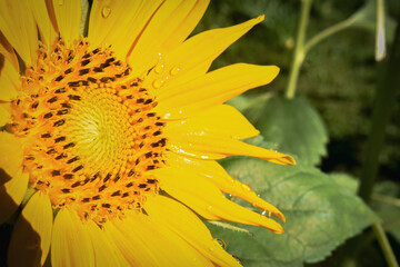 Sunflowers In The Morning Sunlight 