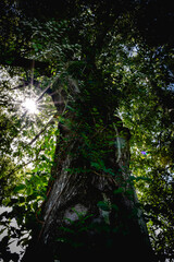 Sun Through An Oak Tree