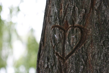 a heart engraved on a tree