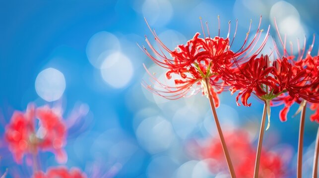 Close up shot of red spider lily in a blue fall sky