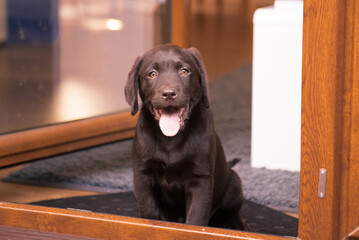 Szczeniak labrador retriever  © katarzyna