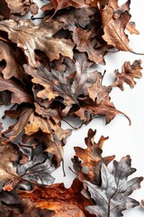Fototapeta premium A heap of dry autumn leaves on a white background