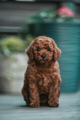 Poodle babies in kennel. miniature poodle puppy.. Dwarf poodle	
