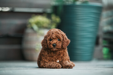 Poodle babies in kennel. miniature poodle puppy.. Dwarf poodle	

