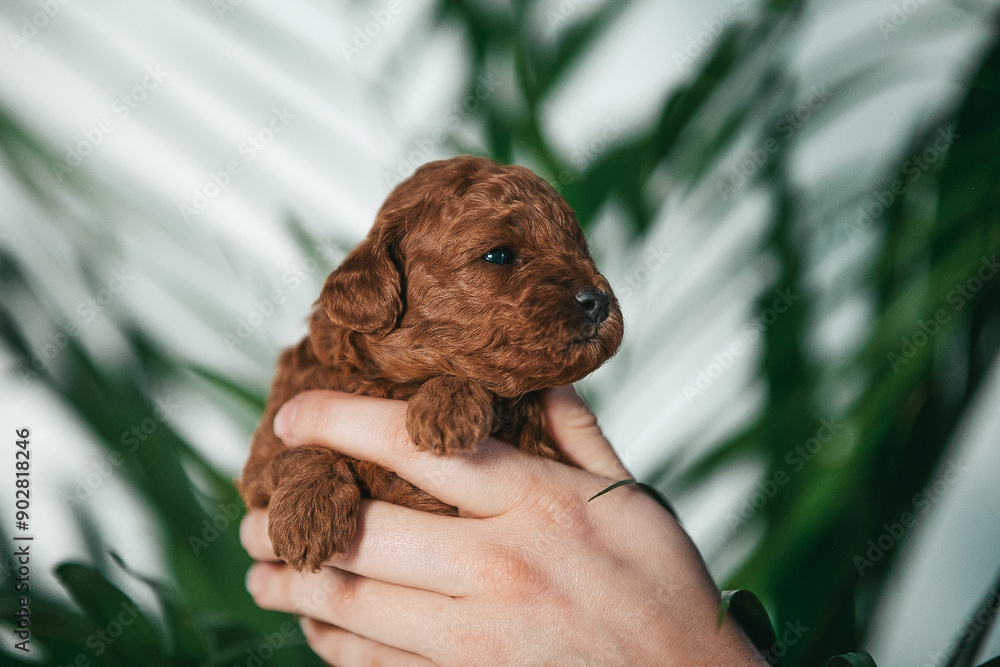 Sticker Poodle babies in kennel. Newborn puppies inside. Dwarf poodle	
